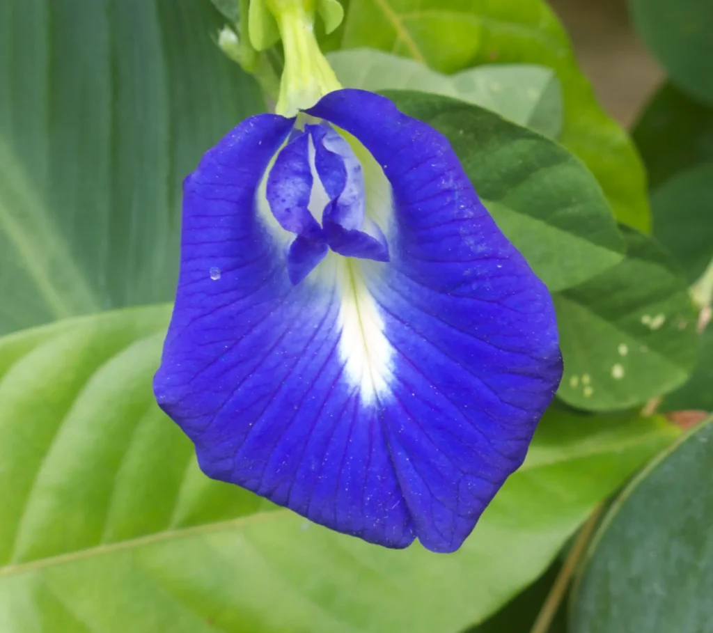 Guisante mariposa Flor 1